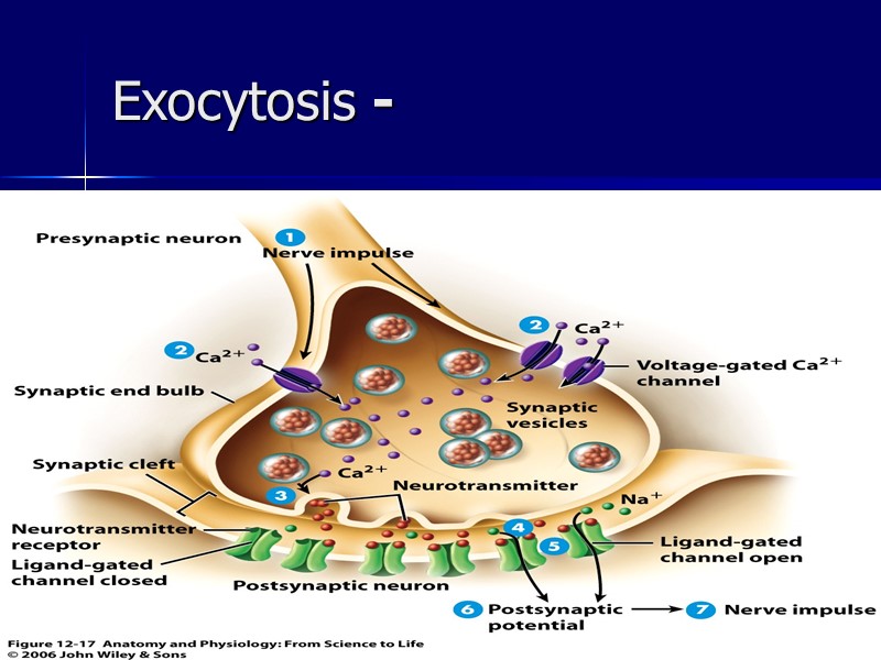 ahmad ata 52 Exocytosis -